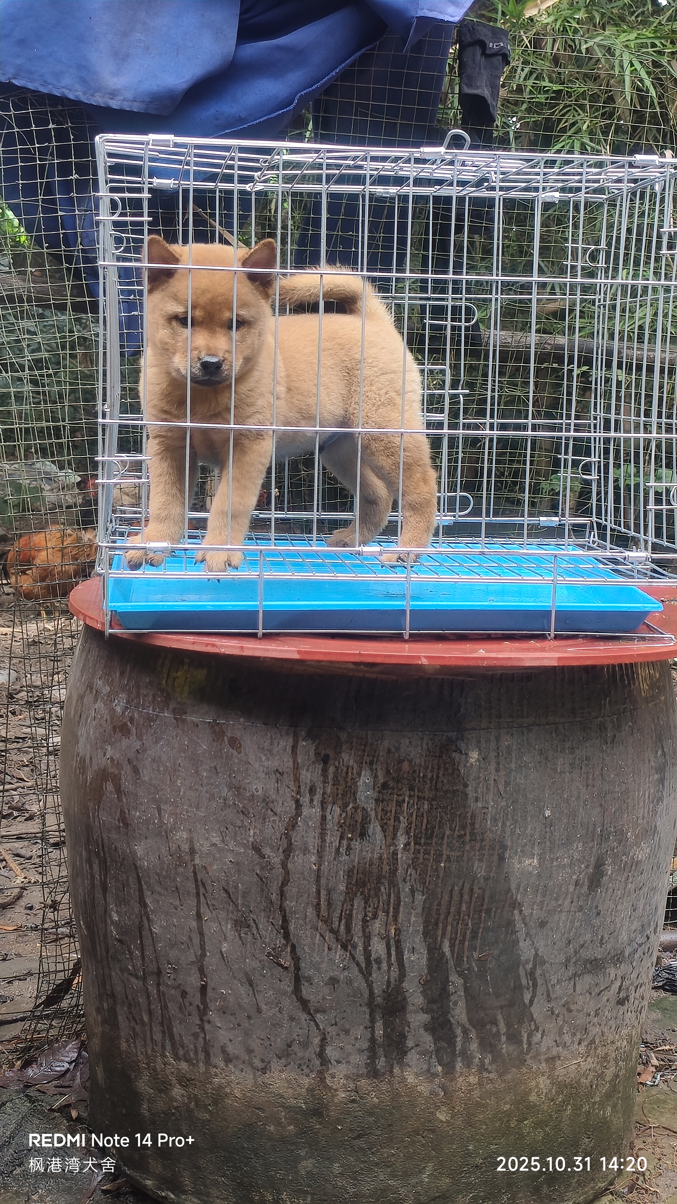 中华田园犬大黄